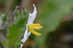 Horse nettle